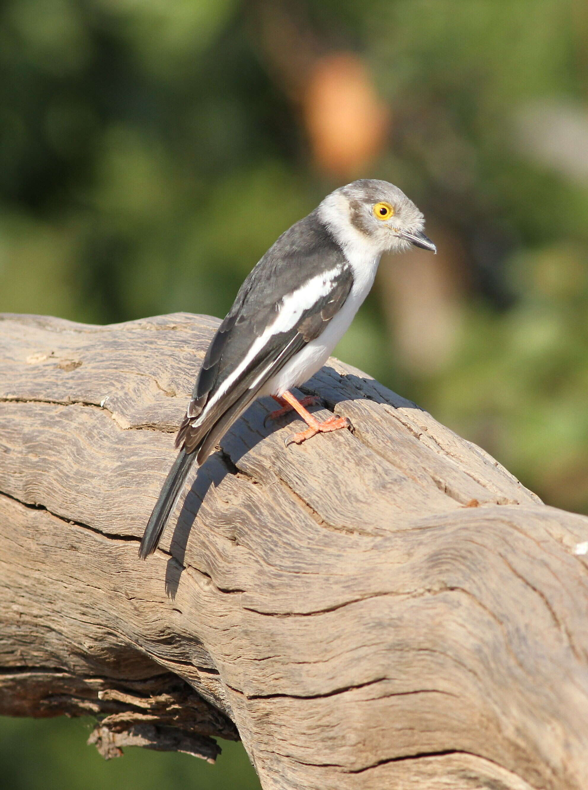 Prionops plumatus (Shaw 1809)的圖片