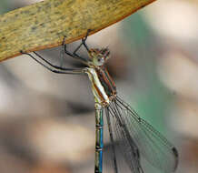 Image of Great Spreadwing