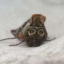 Image of Abrostola tripartita