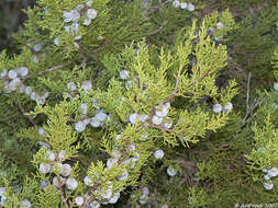 Image of Juniperus phoenicea subsp. turbinata (Guss.) Nyman