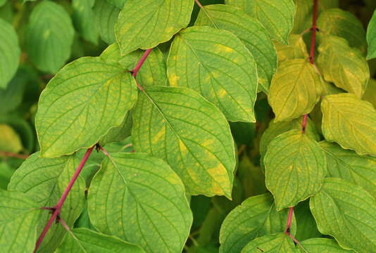 Image of bloodtwig dogwood