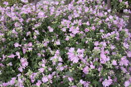 Image of european mallow