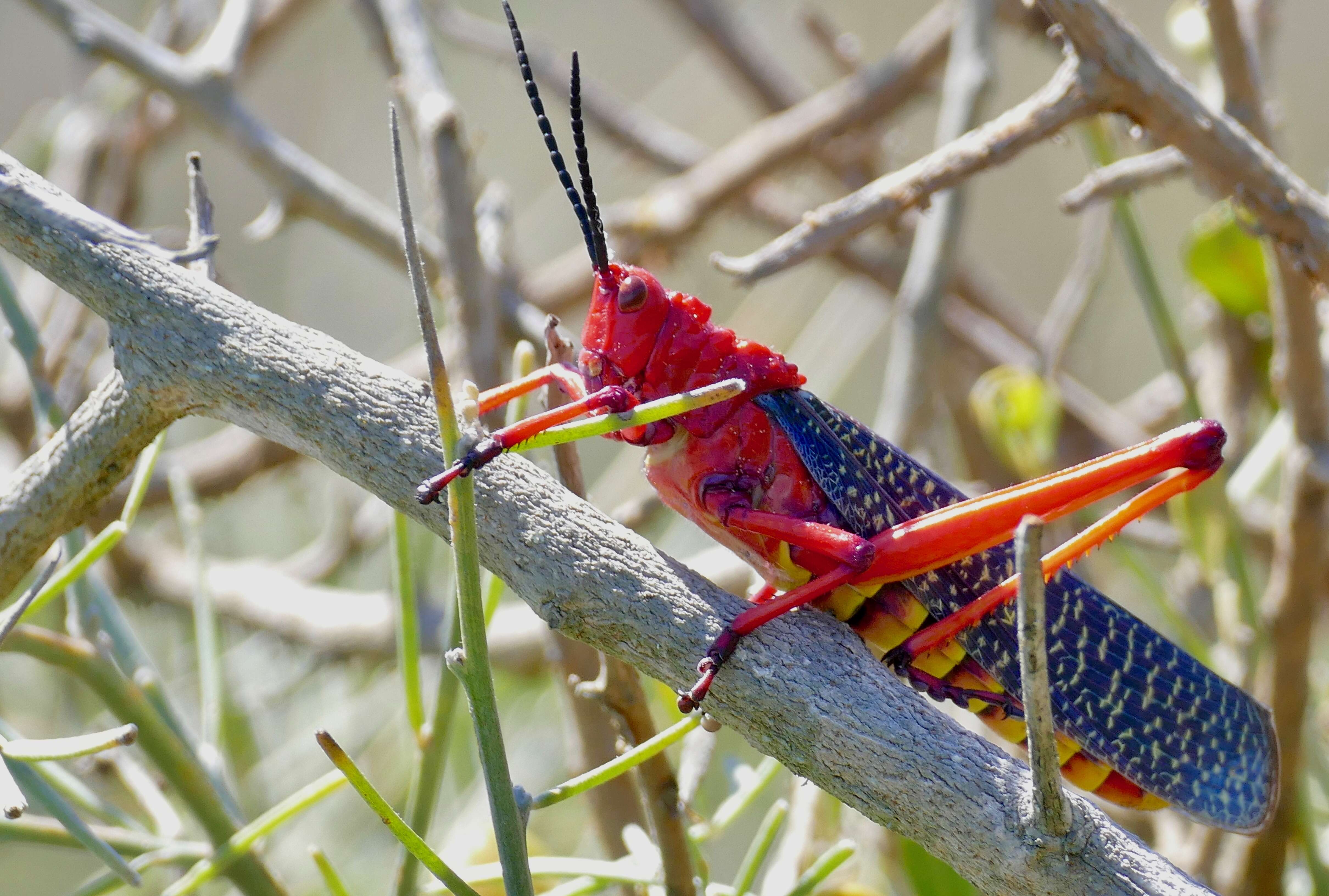 Image of Phymateus (Phymateus) morbillosus (Linnaeus 1758)