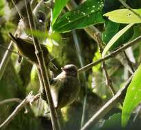 Image of Olivaceous Piculet