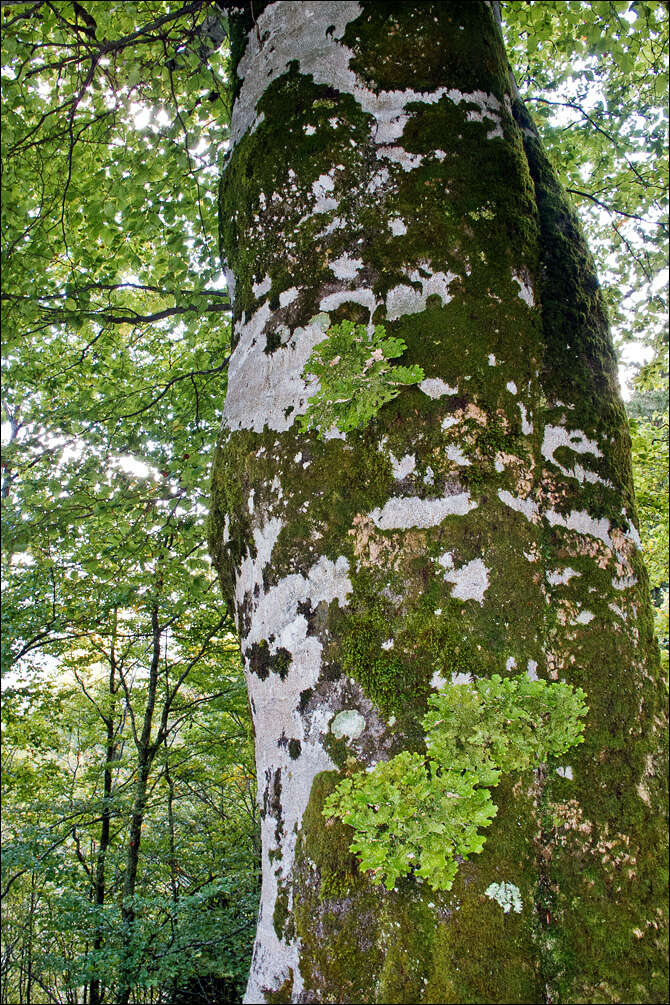 Image of Lungwort