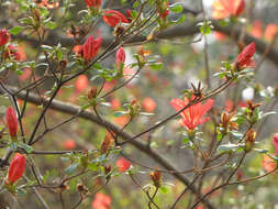 صورة Rhododendron kaempferi Planch.