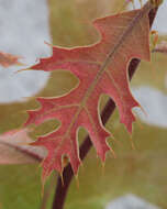 Image of Turkey Oak