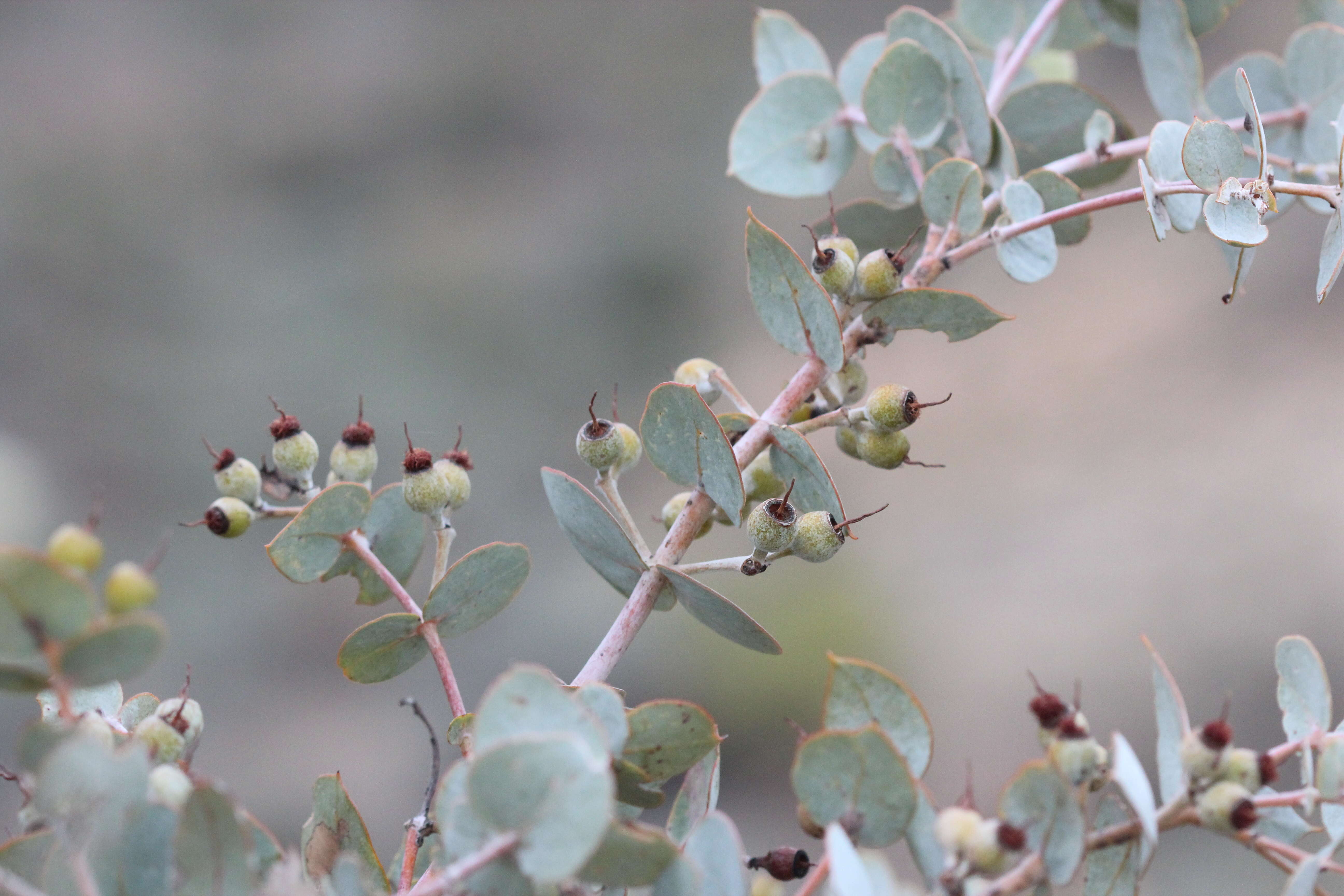 Imagem de Eucalyptus gillii Maiden