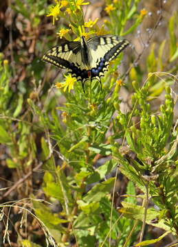 Image of Old World Swallowtail