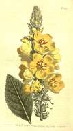 Слика од Verbascum ovalifolium Donn. ex Sims