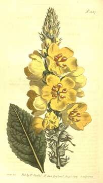 Sivun Verbascum ovalifolium Donn. ex Sims kuva