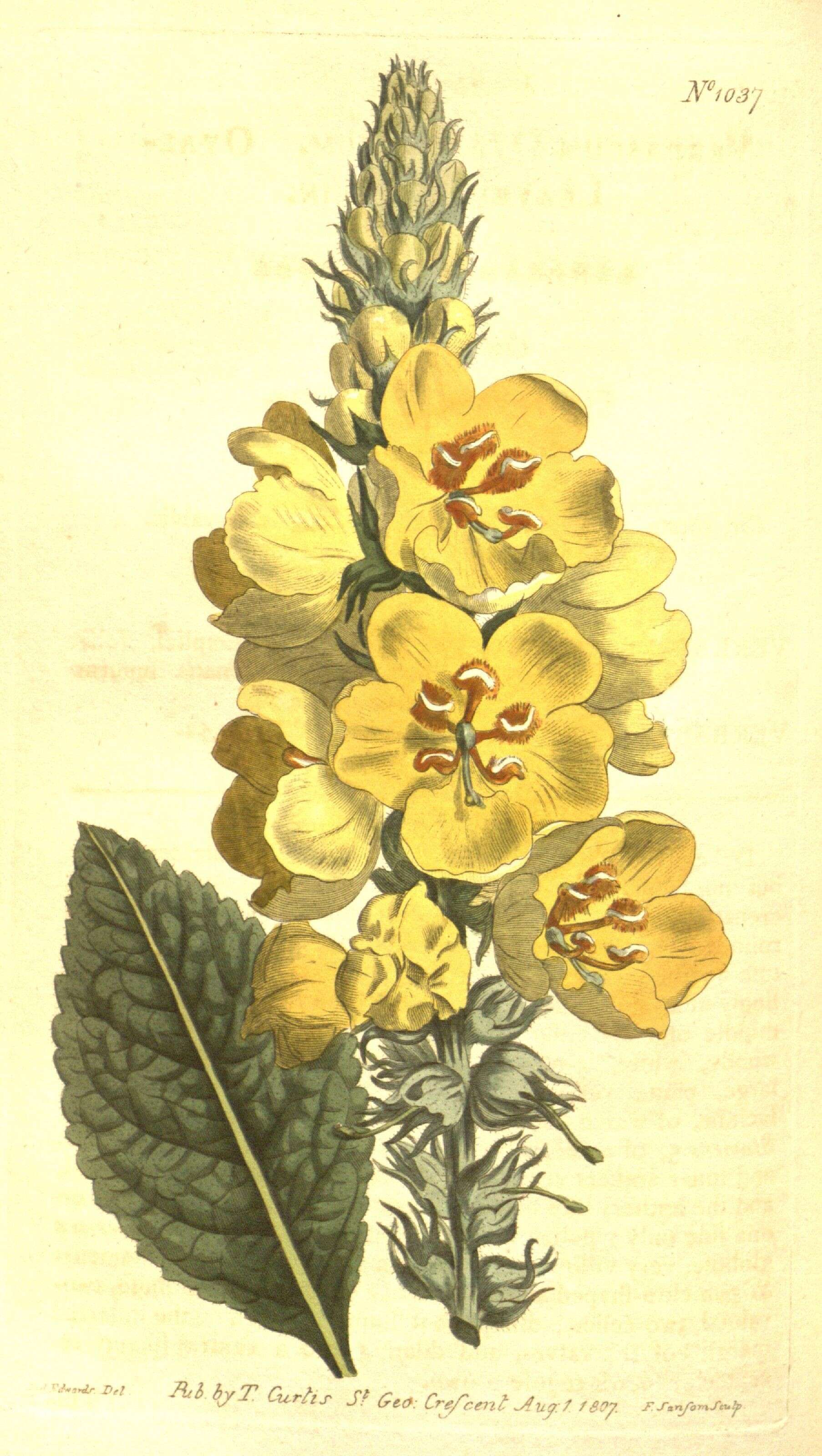 Image of Verbascum ovalifolium Donn. ex Sims