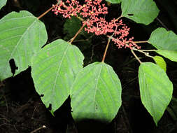 Image of Cissus biformifolia Standl.