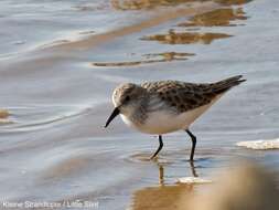 Imagem de Calidris minuta (Leisler 1812)