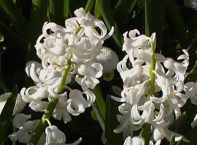 Image of Hyacinth