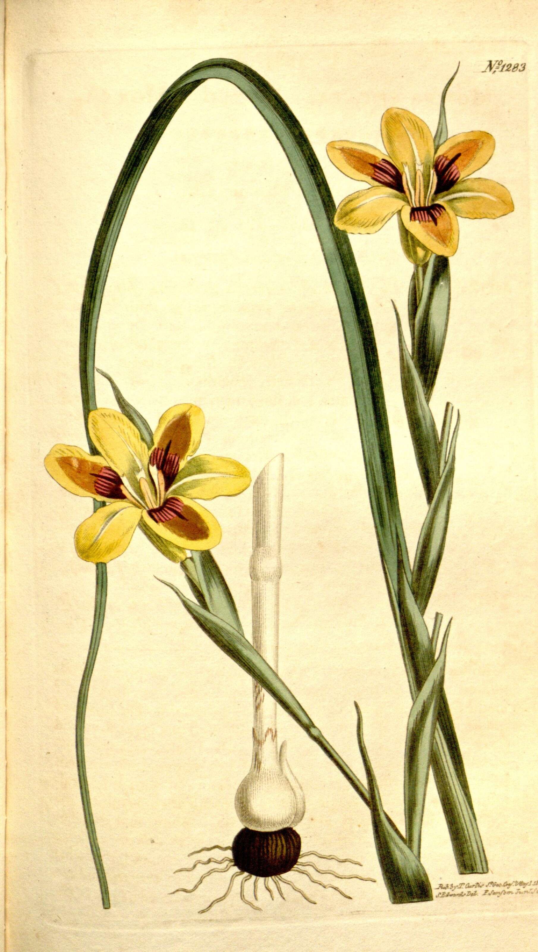 Image of Moraea elegans Jacq.