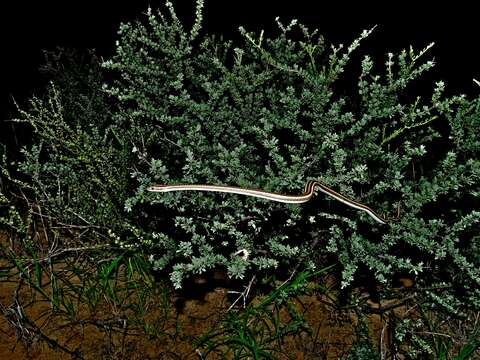 Image of Fork-marked Sand Snake