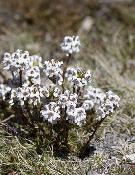 Image of Euphrasia striata R. Br.