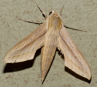 Image of Balsam Striped Hawkmoth