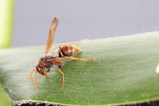 Image of Polistes variabilis (Fabricius 1781)