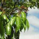 Imagem de Nectandra membranacea (Sw.) Griseb.