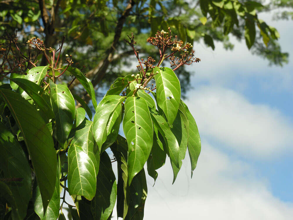 Imagem de Nectandra membranacea (Sw.) Griseb.