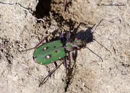 Image of tiger beetles