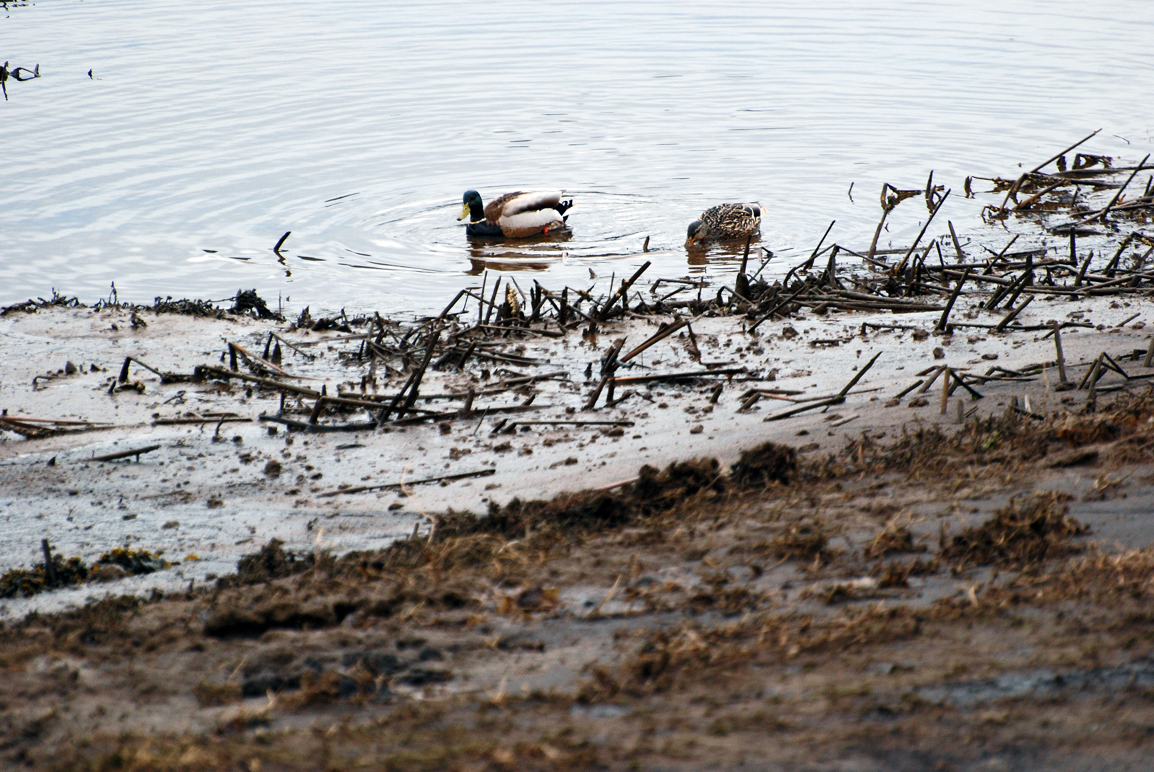 Image of Common Mallard