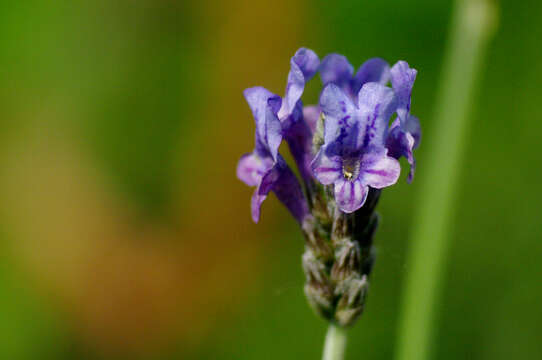 Image of Lavandula multifida L.