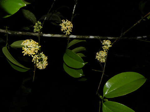 Image of Strychnos peckii B. L. Robinson