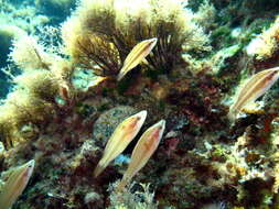 Image of East Atlantic Peacock Wrasse