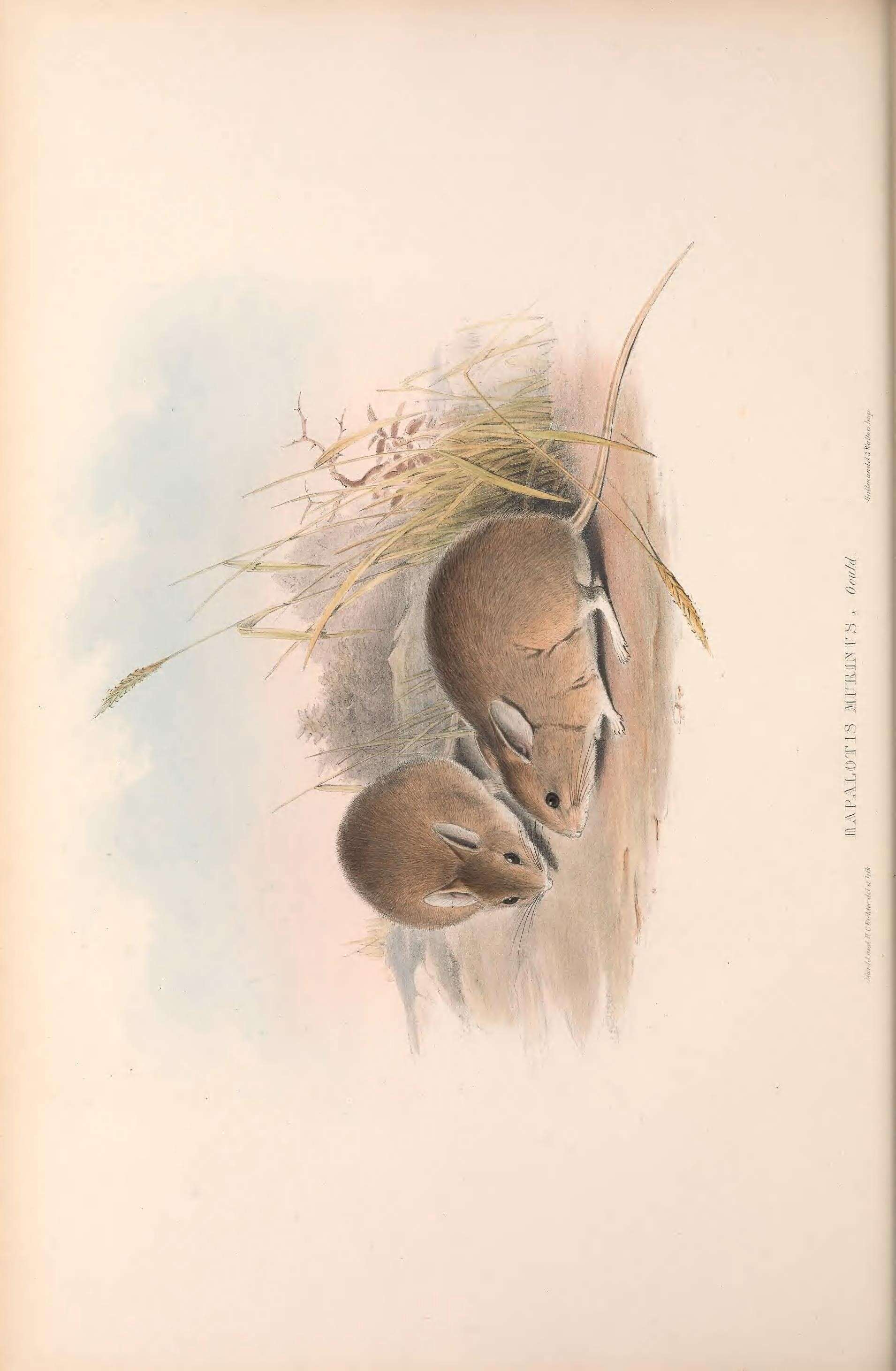 صورة Pseudomys Gray 1832