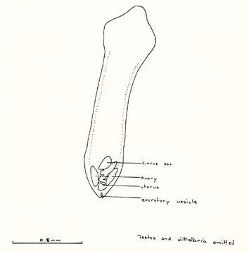 Image of <i>Balanotaenia bancrofti</i>