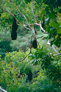 Image of Flying foxes