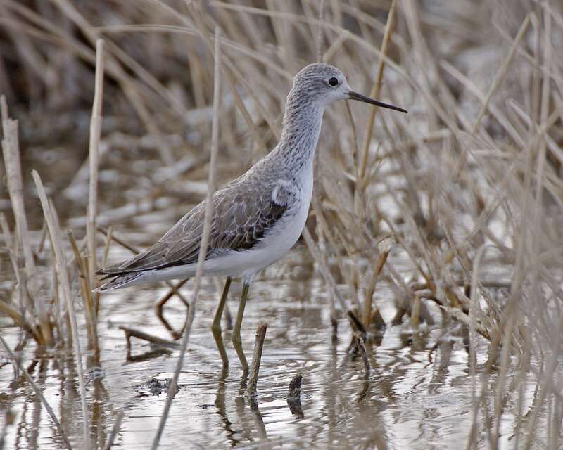 Image of Tringa Linnaeus 1758