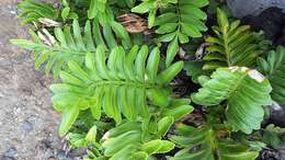 Image of Asplenium obtusatum Forst.