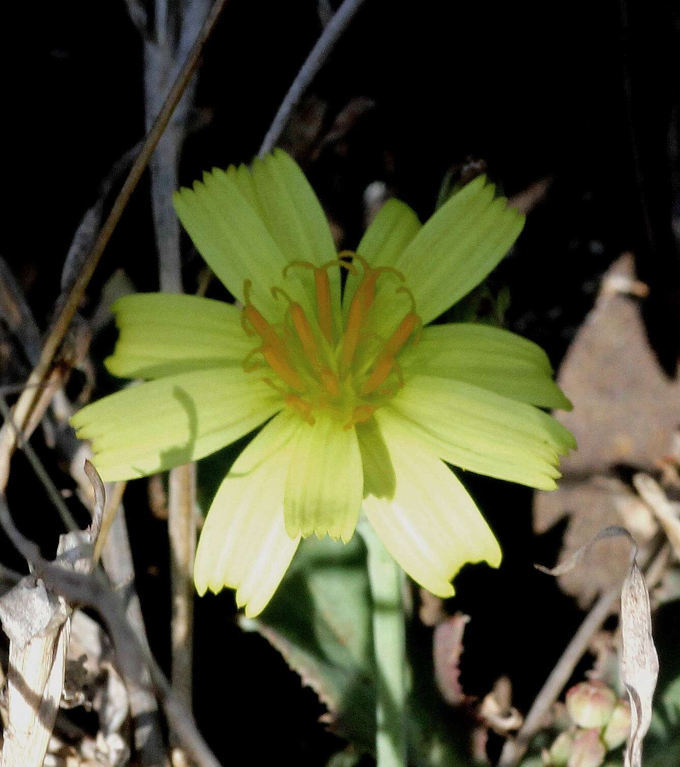 Image of Launaea procumbens (Roxb.) Amin