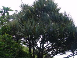 Image of common screwpine