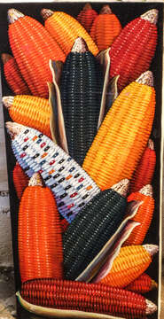 Imagem de Zea mays subsp. mays