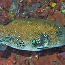 Image of Blue-spotted Puffer