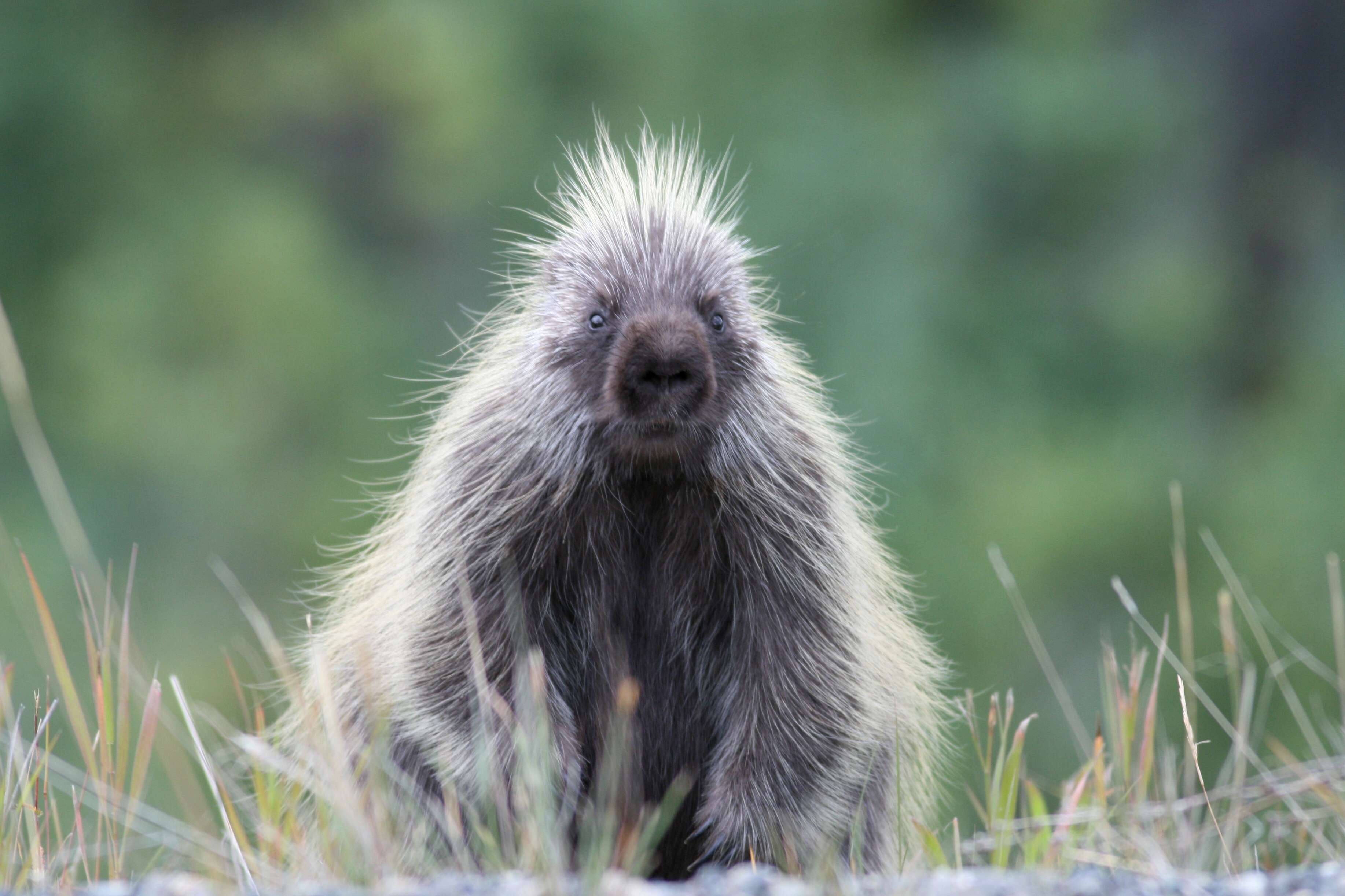 Image of North American porcupine