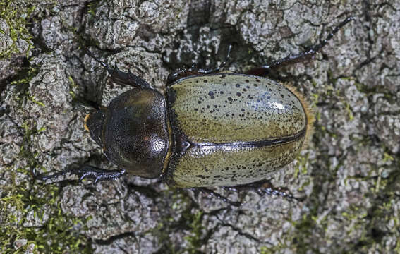 Image of Eastern Hercules Beetle