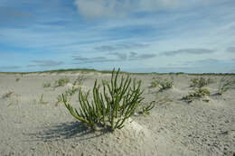 Image of Salicornia procumbens Sm.