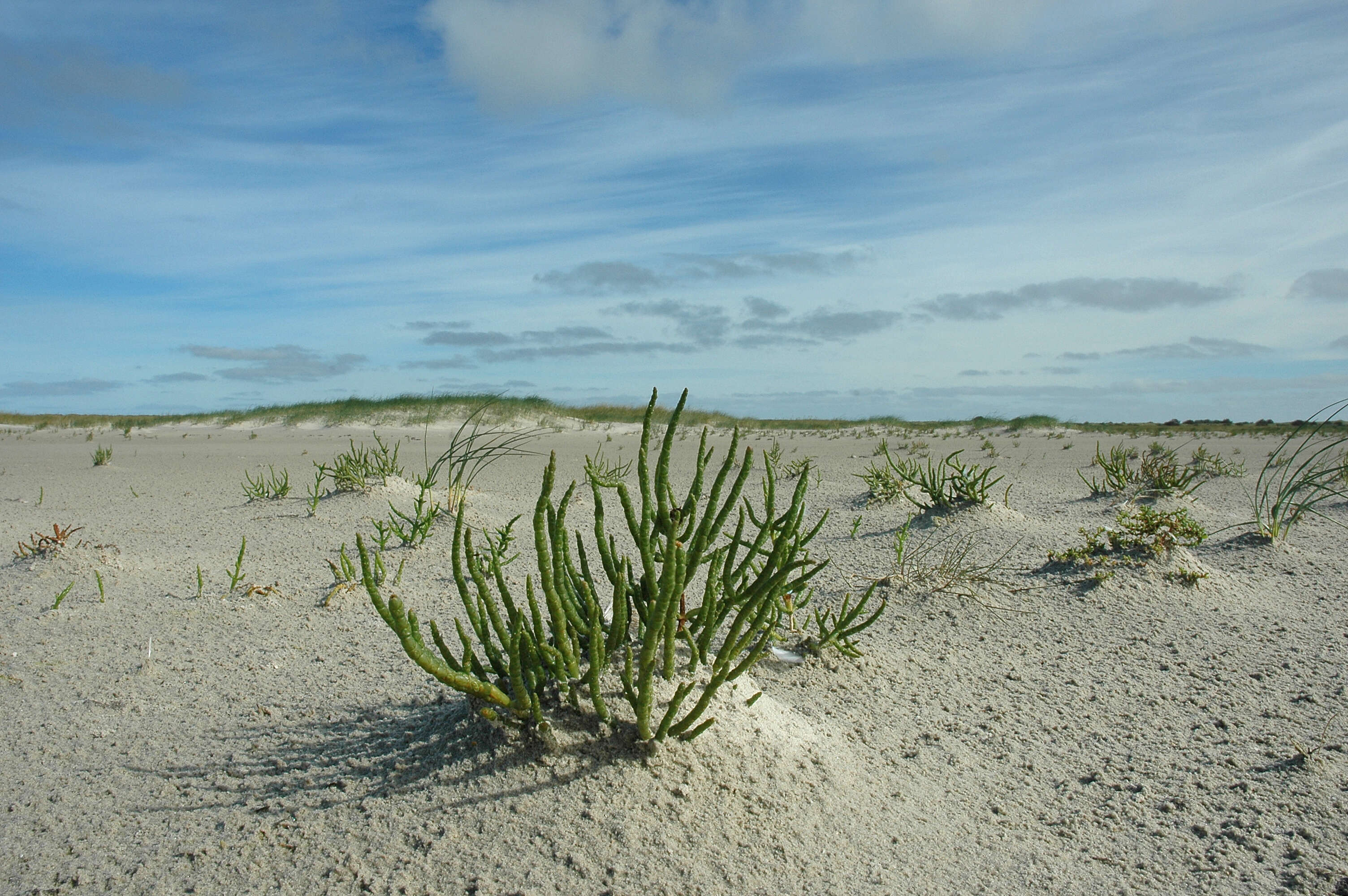 Image of Glasswort