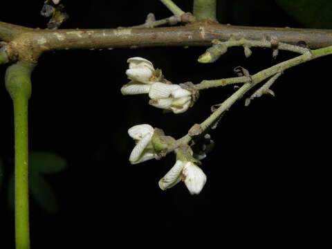 صورة Machaerium arboreum (Jacq.) Vogel