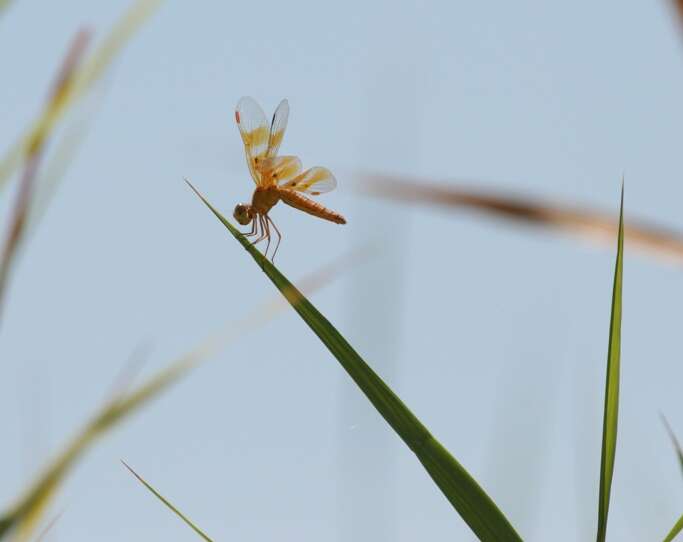 Image of Mexican Amberwing