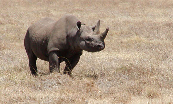 Image of Black Rhinoceros