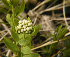 Image de Comandra umbellata (L.) Nutt.