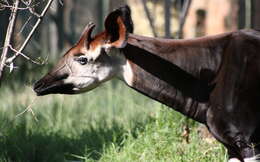 Image of Forest Giraffes