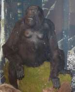 Image of Eastern Gorilla